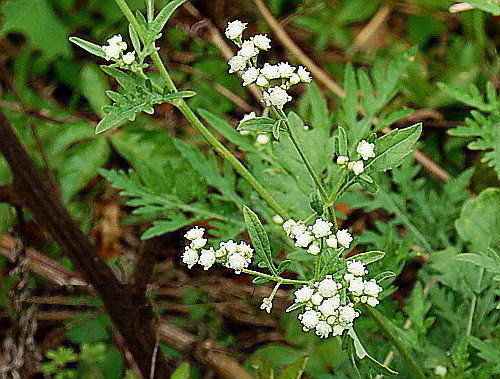 銀膠菊.jpg