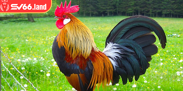 Khám Phá Những Chợ Tốt Gà Đá N