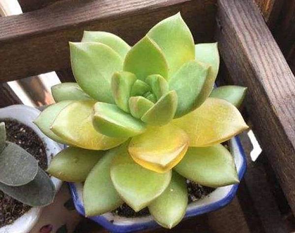 多肉生病心好慌 看完這篇就免緊張 病害如何預防與治療 讓你概念清楚又明瞭 非關對錯 痞客邦