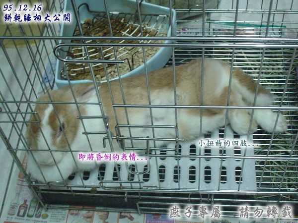 餅乾兔的怪睡姿2