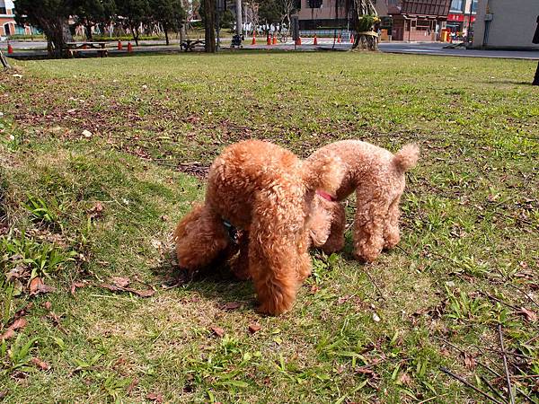 連著兩張看到四犬在聞聞聞...到底是啥麼那麼好聞啊??