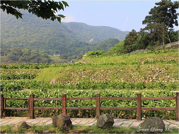 陽明山海芋季-01