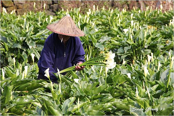 陽明山海芋季-05