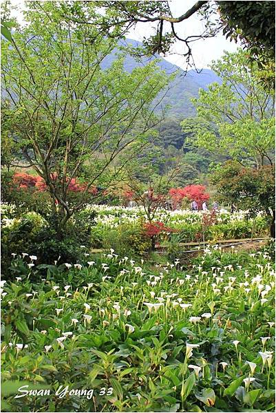 陽明山海芋季-11