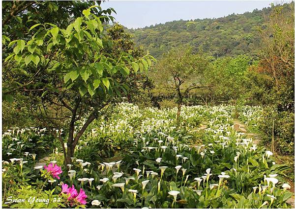 陽明山海芋季-09