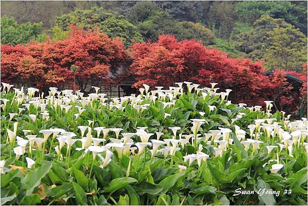 陽明山海芋季-13