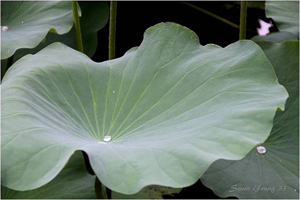 植物園賞荷-30