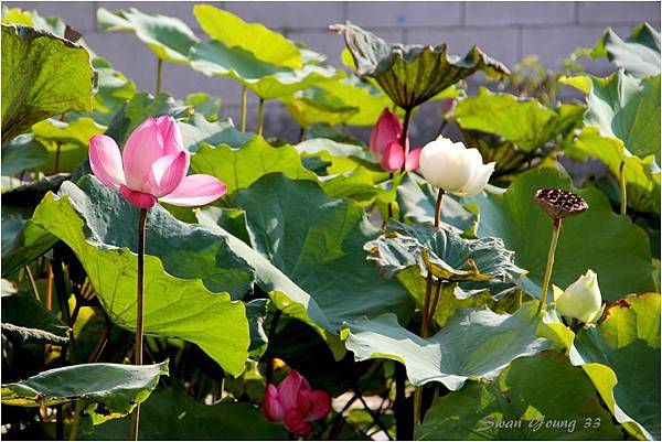 20120717植物園荷花-01