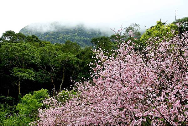 20130315淡水賞櫻-19