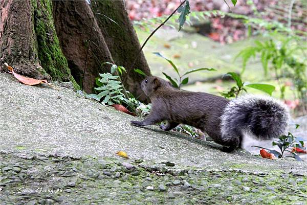 20130320圓通寺-54