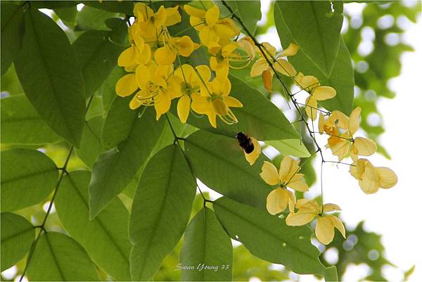 20130625阿勃勒- 102