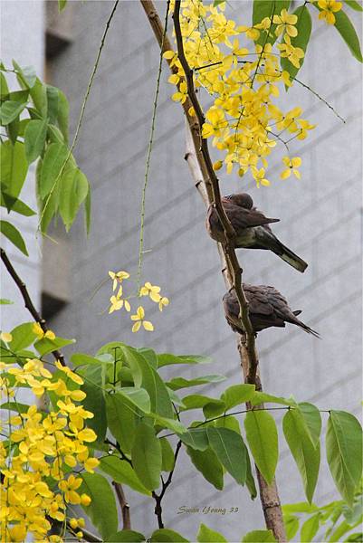 20130625阿勃勒- 120