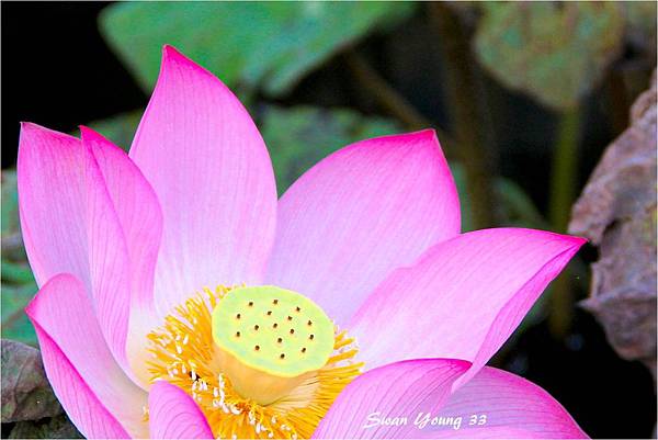 20130710植物園-02