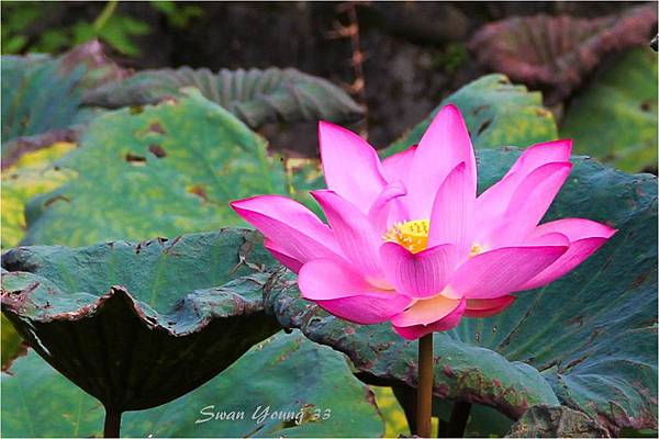 20130710植物園-15