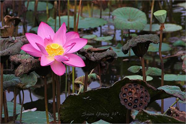 20130710植物園-04