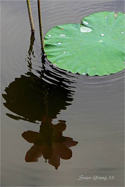 20130710植物園-21