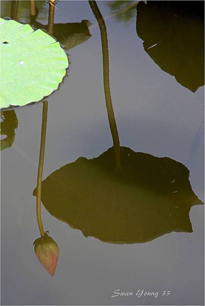 20130710植物園-32