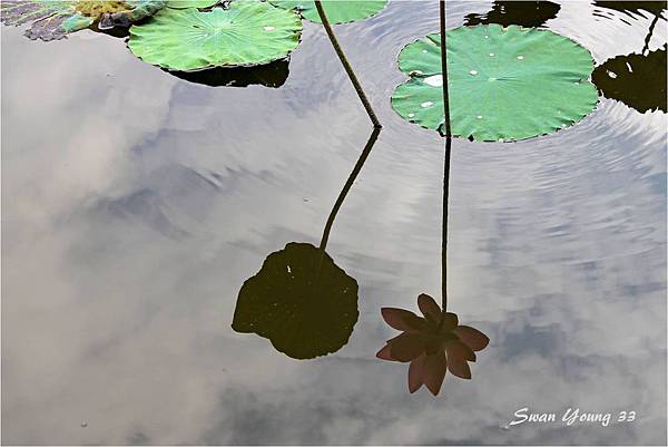 20130710植物園-33