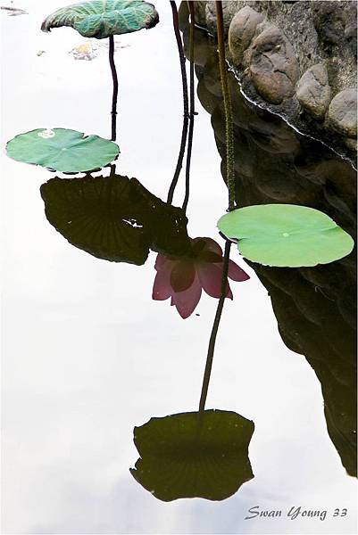 20130710植物園-31