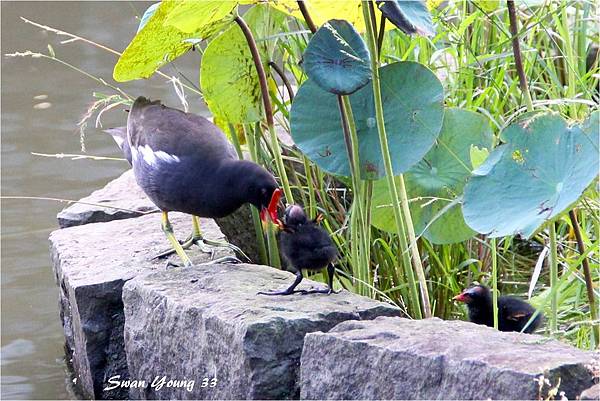 20130710植物園-47