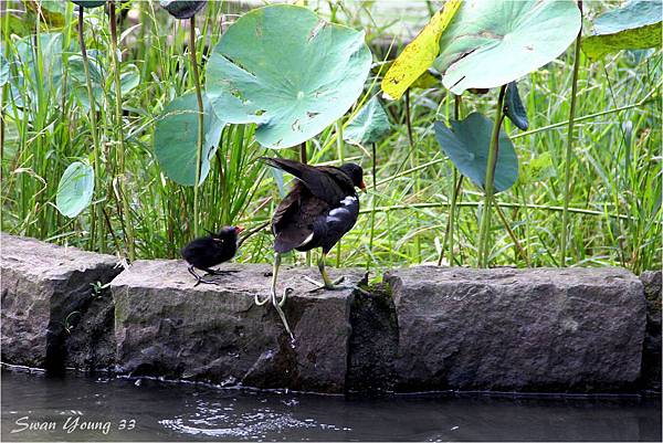 20130710植物園-45