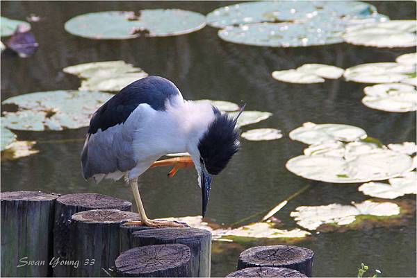 20130710植物園-67