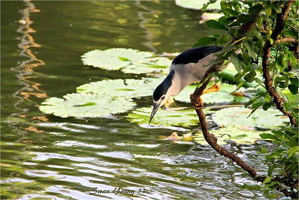 20130710植物園-62