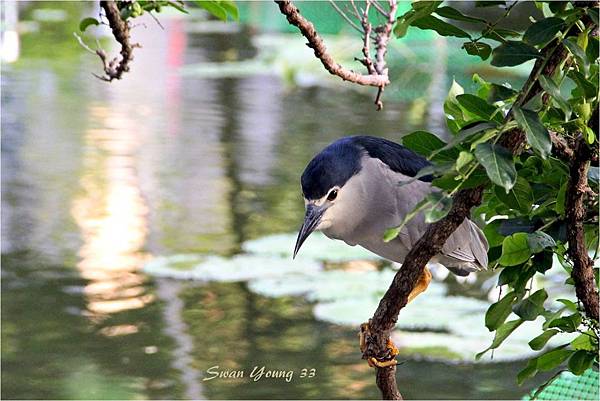 20130710植物園-61