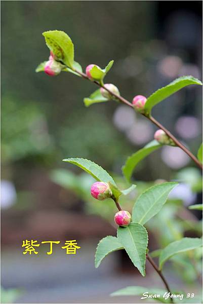 2014茶花展-12