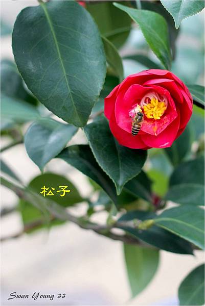 2014茶花展-47