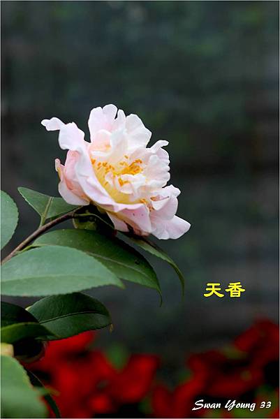 2014茶花展-68