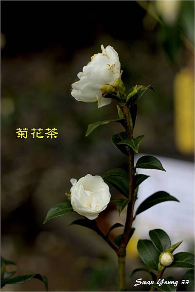 2014茶花展-61