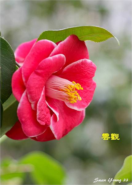 2014茶花展-81