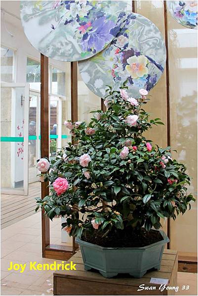 2014茶花展-03