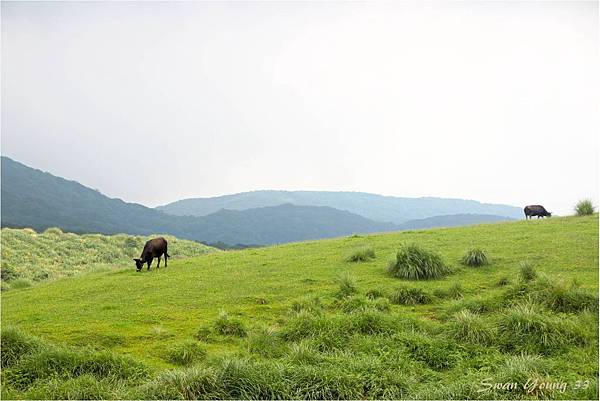 陽明山上避暑去-10