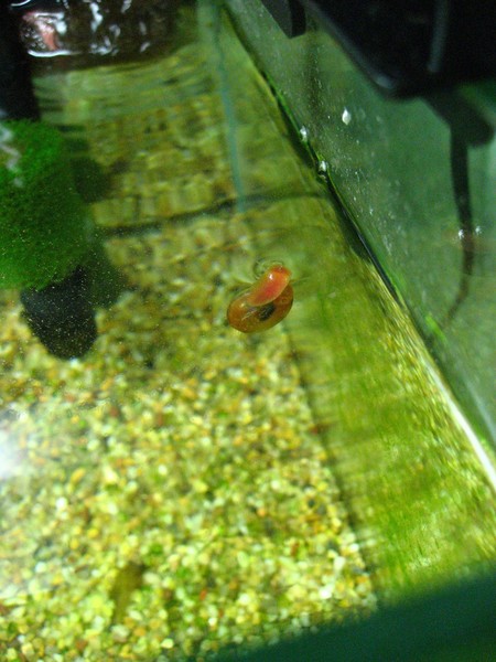 自以為是魚的蘋果螺，因為牠飄在水面吃飼料。XD