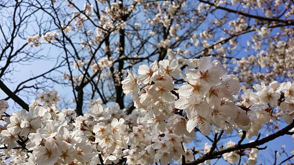 20150330_101210.jpg 20150330_101210.jpg