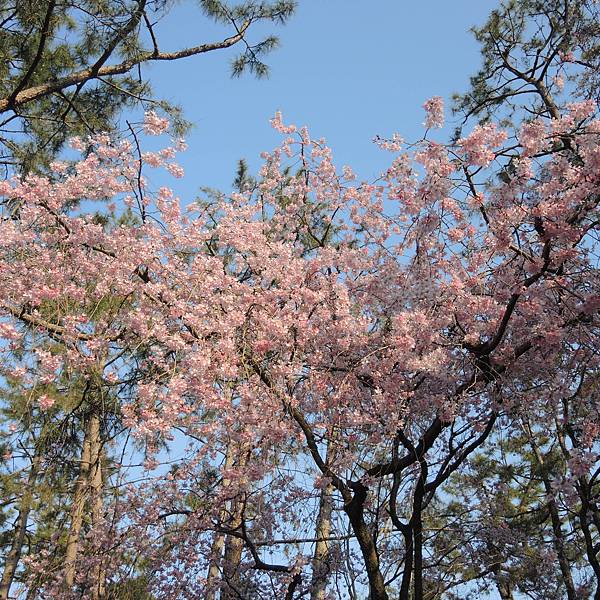 DSCN2036.JPG DSCN2036.JPG