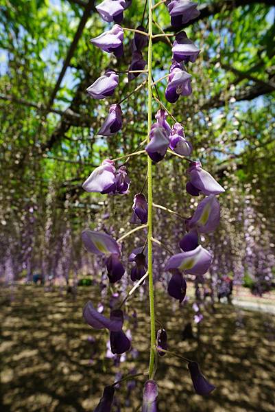 DSC05813.JPG DSC05813.JPG