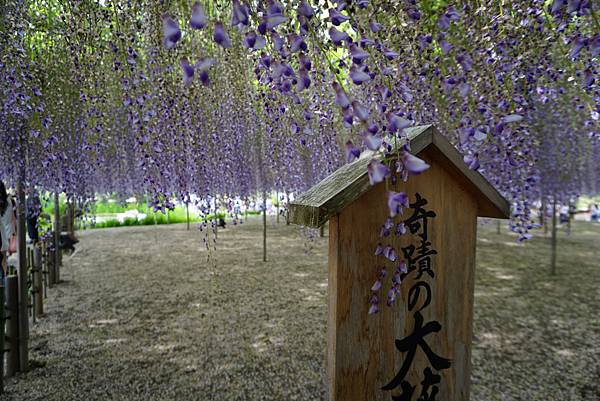 DSC06060.JPG DSC06060.JPG