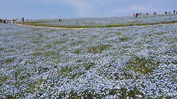 20180501_140535.jpg 20180501_140535.jpg