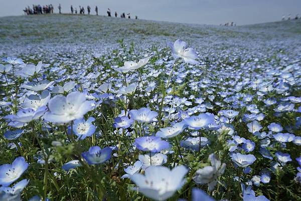 1525747759239.JPEG 1525747759239.JPEG