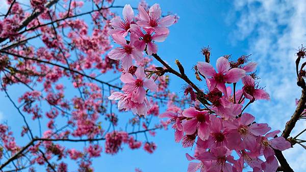 櫻花小步道🌸_200303_0066.jpg