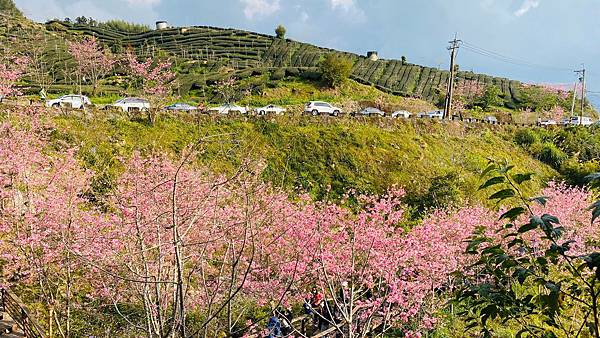 櫻花小步道🌸_200303_0017.jpg