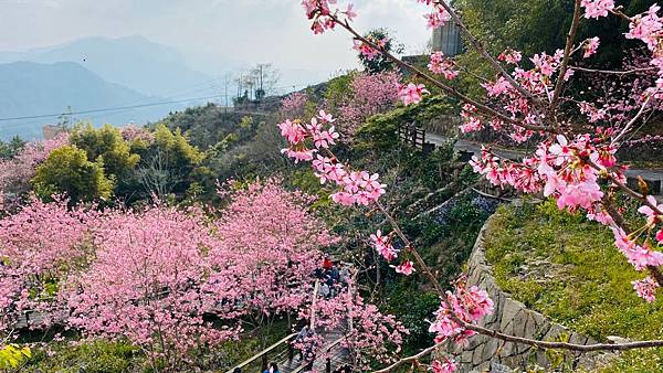 櫻花小步道🌸_200303_0011.jpg