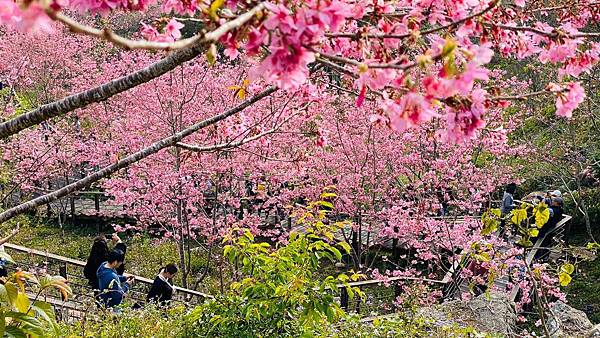 櫻花小步道🌸_200303_0014.jpg