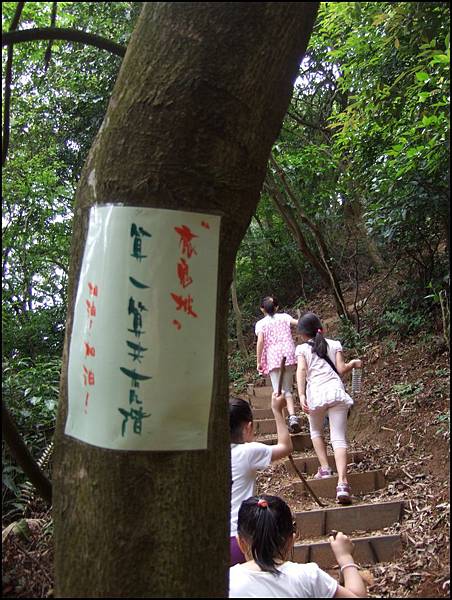 大坑桐花步道