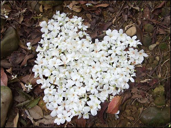 大坑桐花步道-桐花