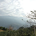 溫家茶園