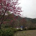 2015-1-31山板樵露營
